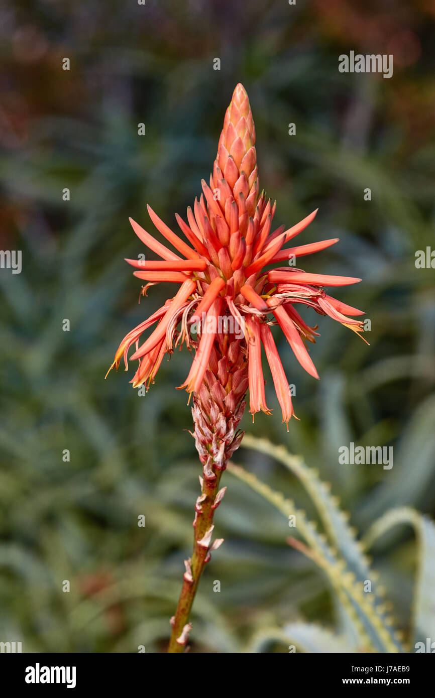 Aloe vera single flower Stock Photo