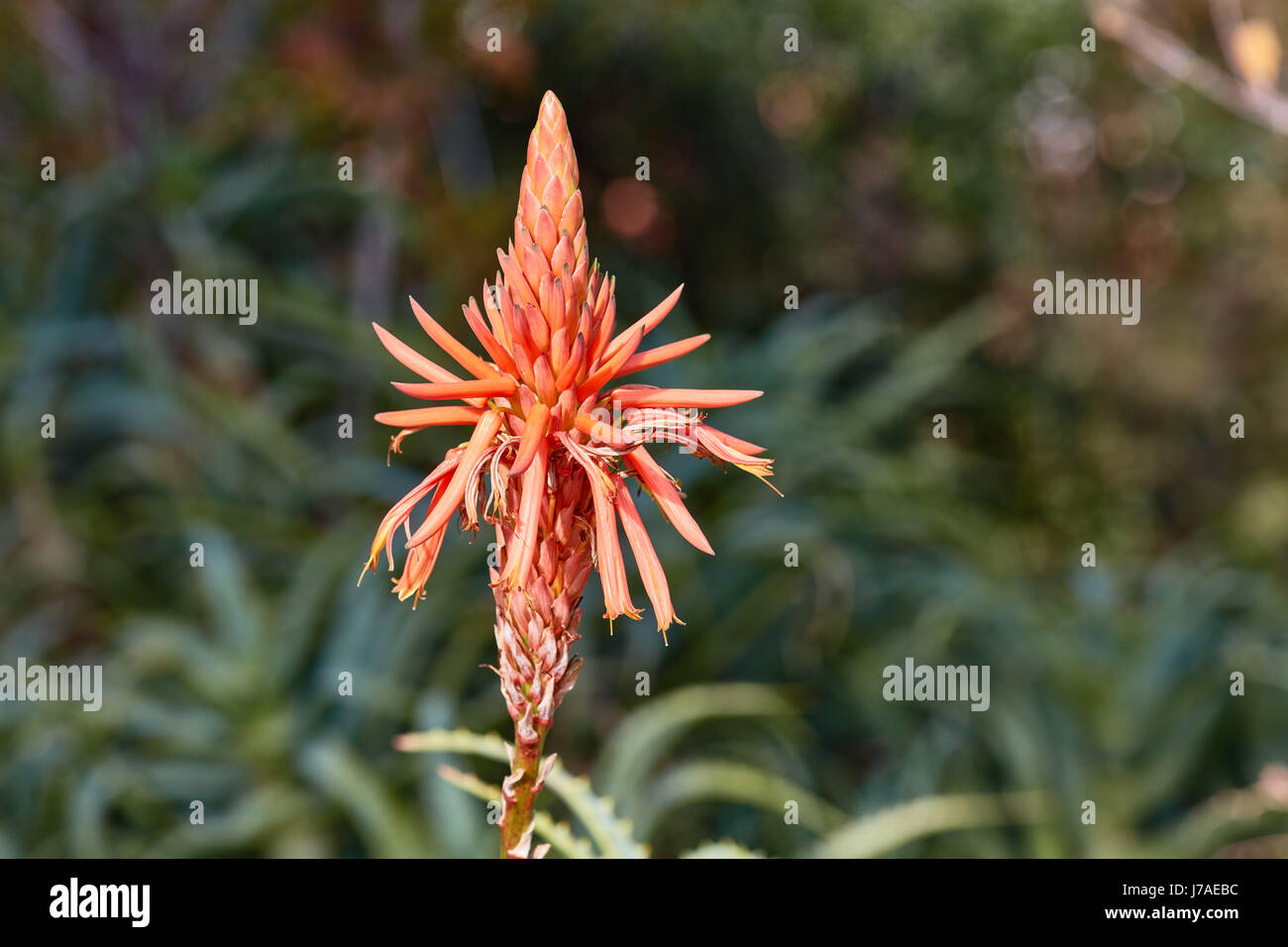 Aloe vera single flower Stock Photo