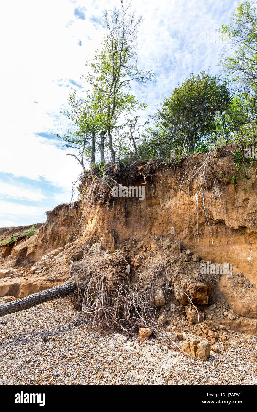 TREES CLINGING TO THE EDGE OF THE CLIFF AT EAST MERSEA BEACH Stock Photo