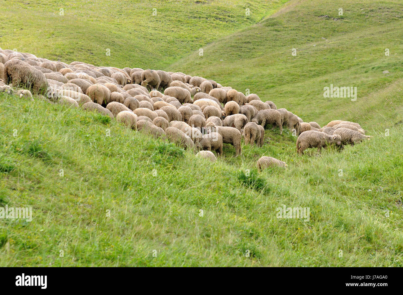 sheep flock in green grass of alpine pasture Stock Photo - Alamy