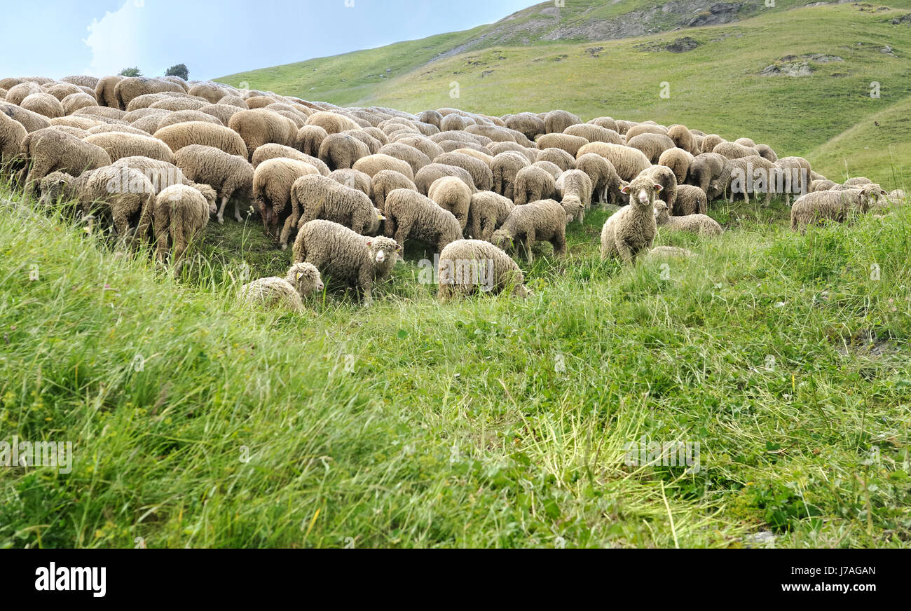 sheep flock in green grass of alpine pasture Stock Photo - Alamy