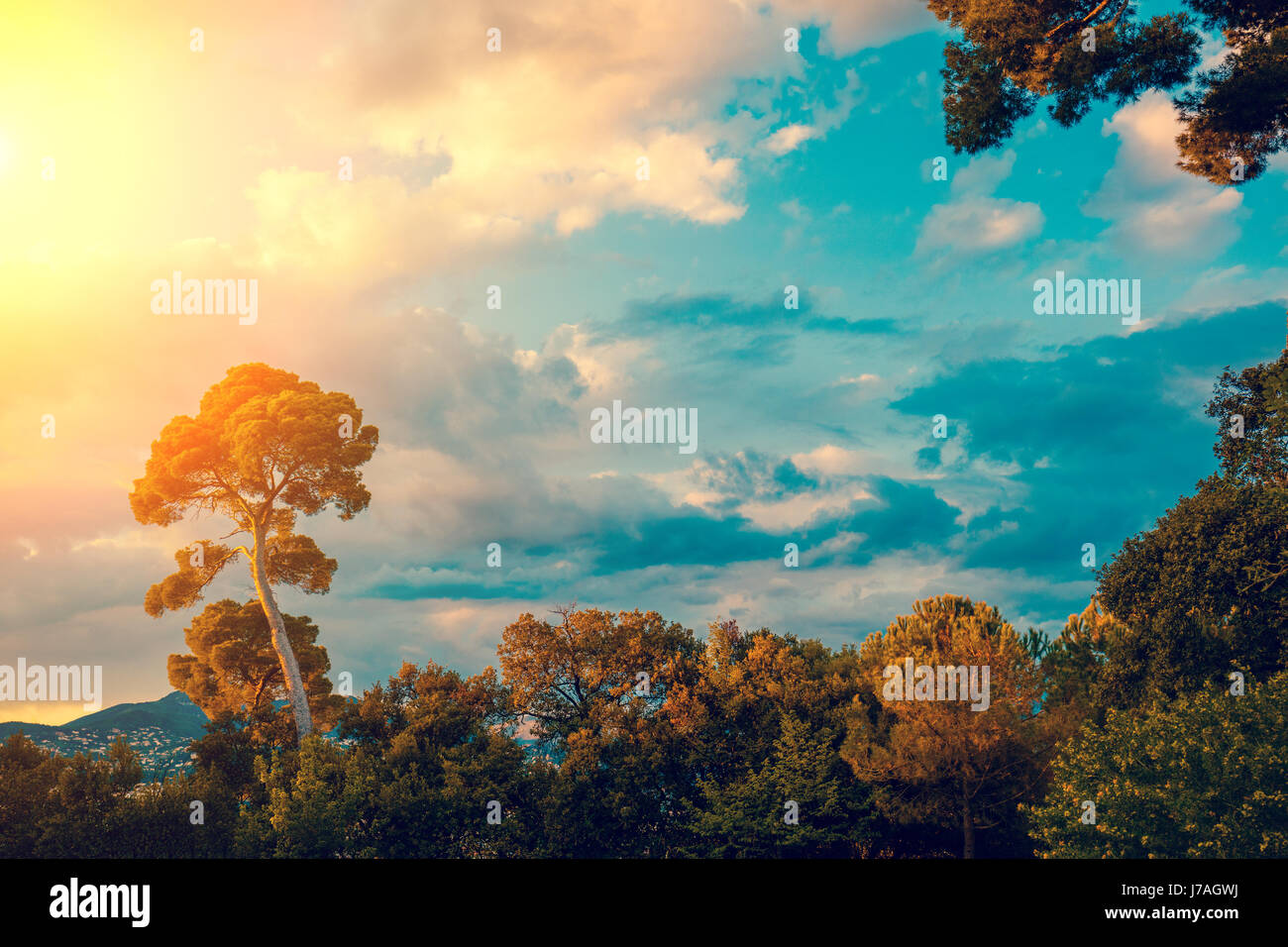 Silhouette of a pine tree against sunset sky Stock Photo - Alamy