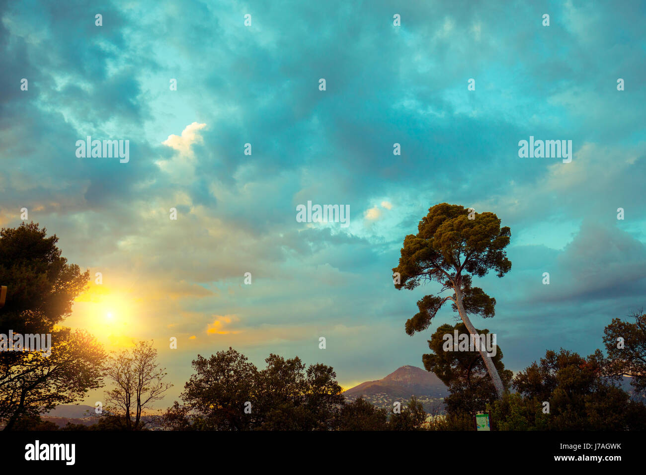 Silhouette of a pine tree against sunset sky Stock Photo - Alamy