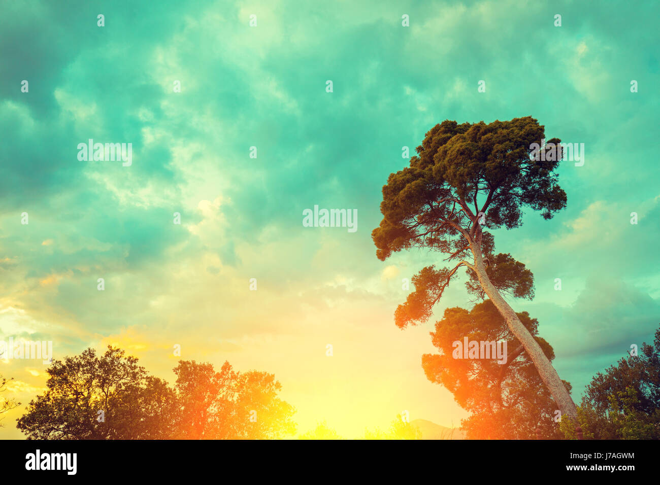 Tree silhouette against a dramatic sunrise sky hi-res stock photography ...