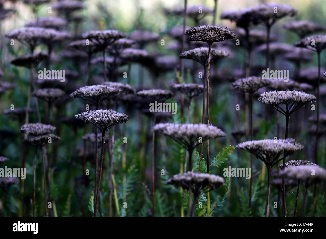 gold sheaf [achillea filipendula hybrids] Stock Photo