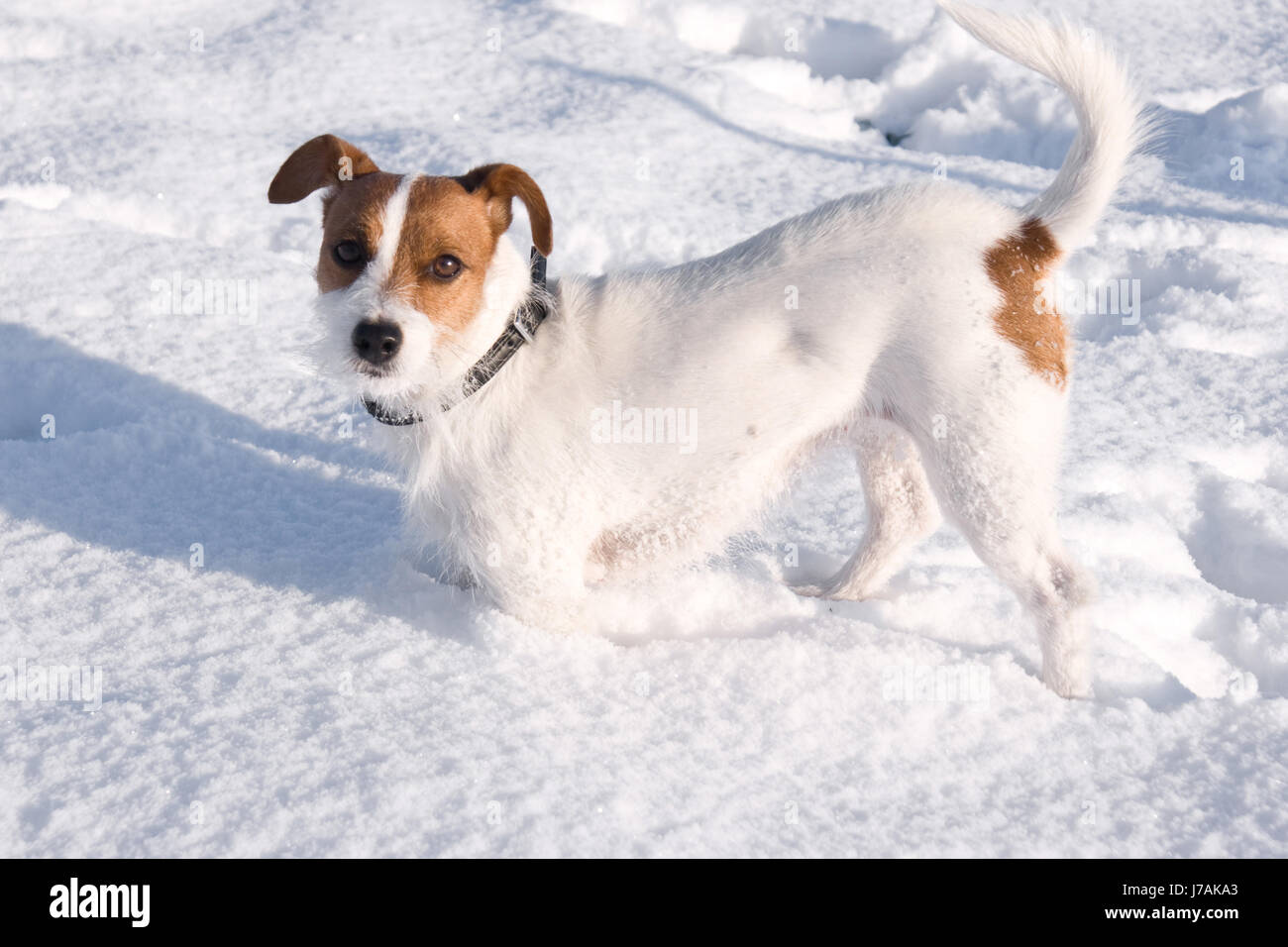 jack russell in snow Stock Photo Alamy