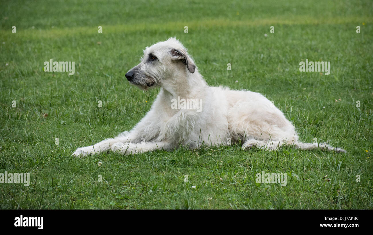 Wheaten irish store wolfhound