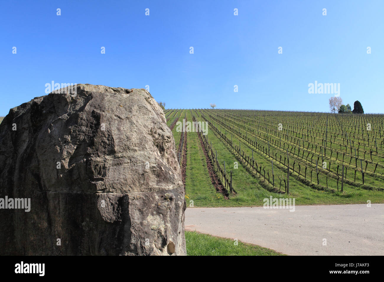 White rose in foreground hi-res stock photography and images - Alamy