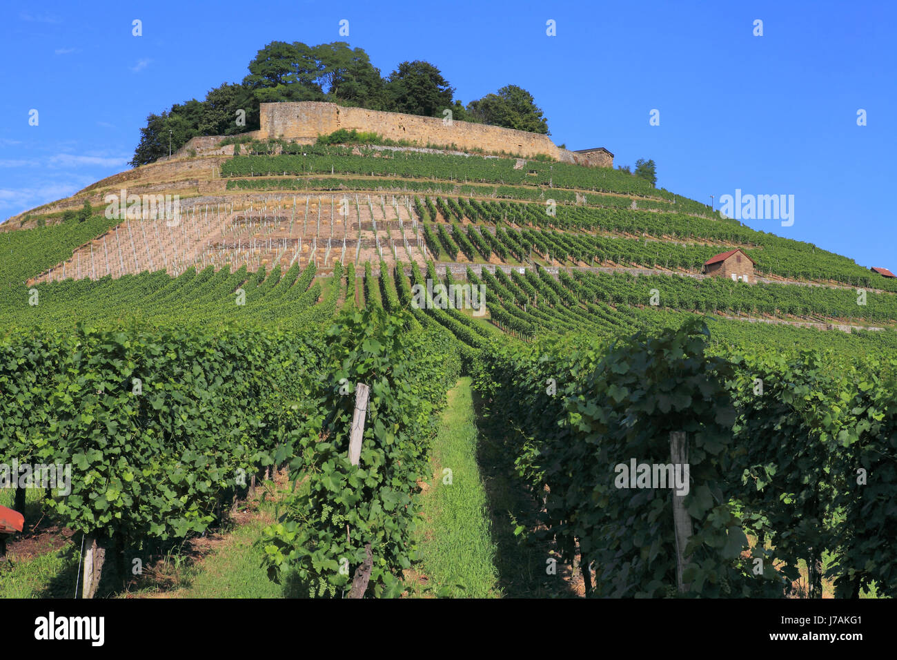 weinberg - vineyard Stock Photo