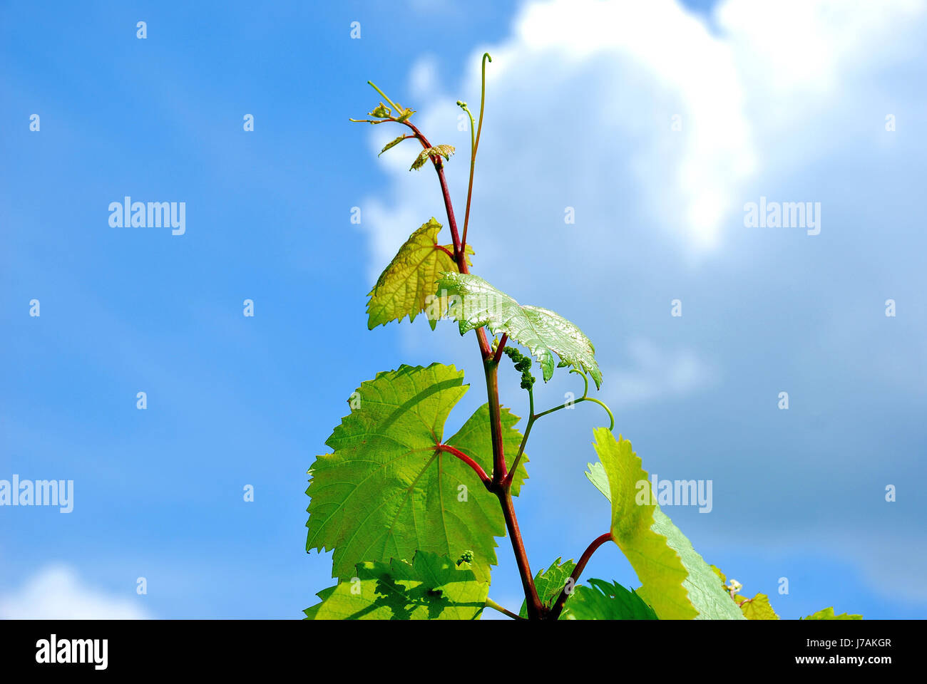 young wine sprout Stock Photo Alamy