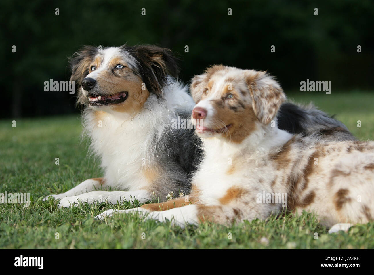 Yellow Merle merle colored australian shepherds Stock Photo - Alamy