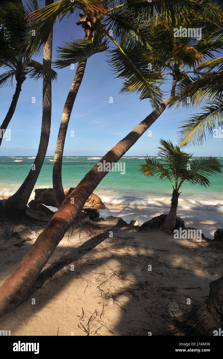beach seaside the beach seashore palms caribbean salt water sea ocean water Stock Photo