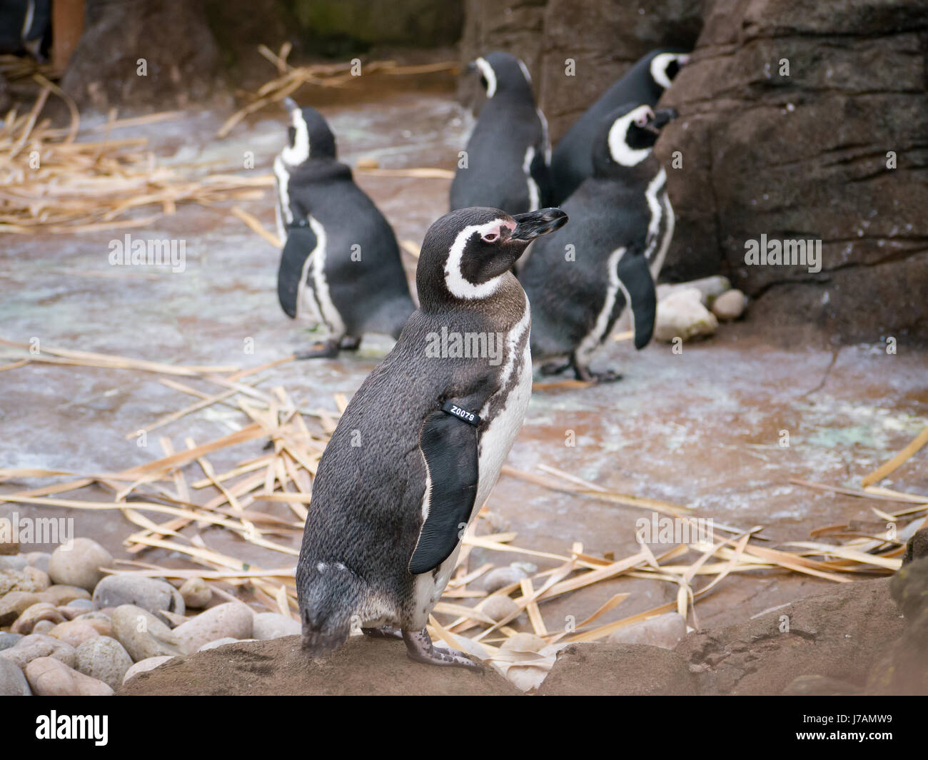 Magellan Penguins at Blackpool Zoo, England Stock Photo