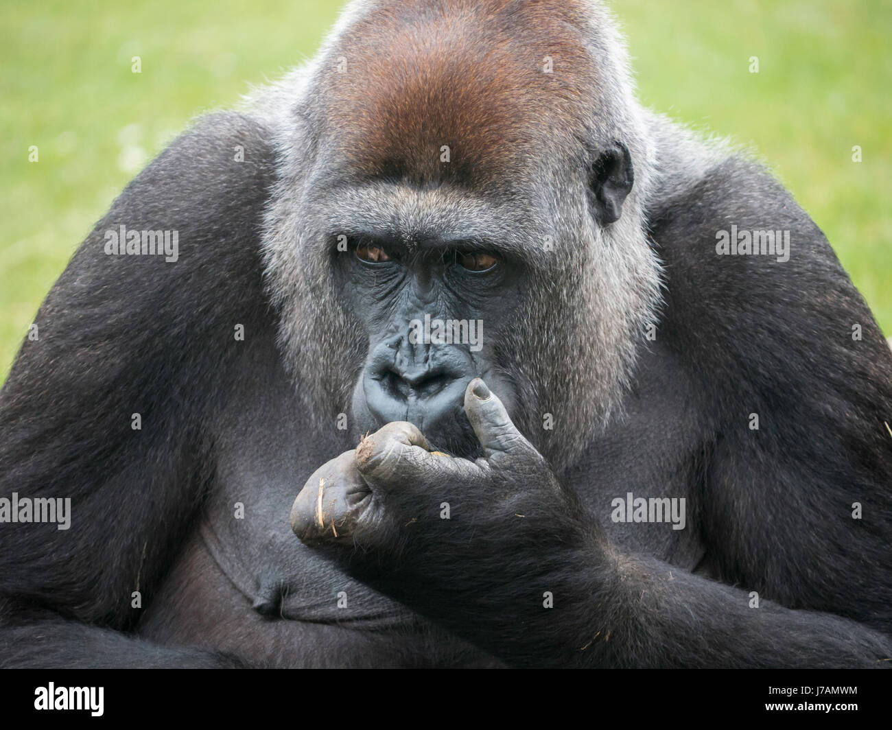 A Western Lowland gorilla at Blackpool Zoo, England Stock Photo