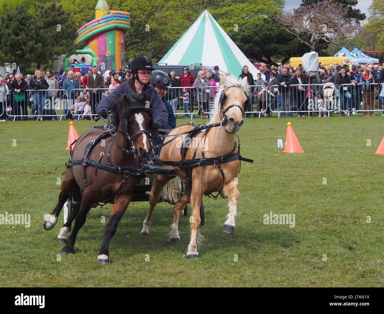 Ponies pull a Scurry during a Scurry racing event at the Rural and Seaside show, Southsea, Portsmouth, England Stock Photo