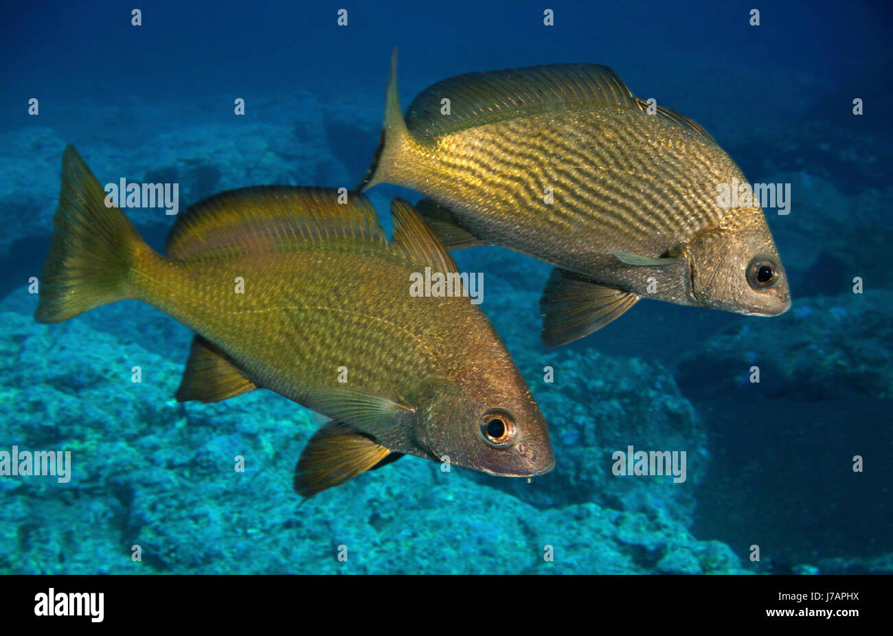 Drum Fish Stock Photos & Drum Fish Stock Images Alamy