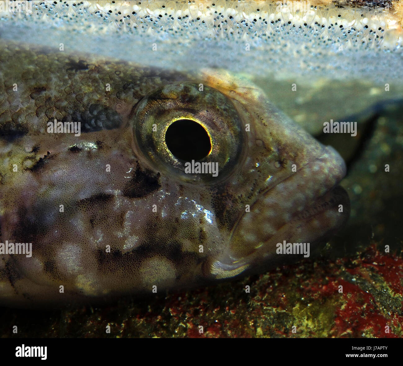 Fish Eggs Hatching High Resolution Stock Photography and Images Alamy