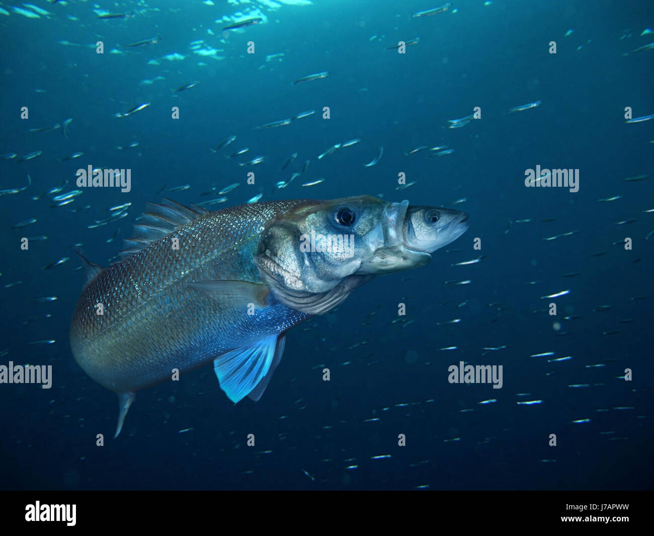 Sea Bass Basses High Resolution Stock Photography and Images Alamy