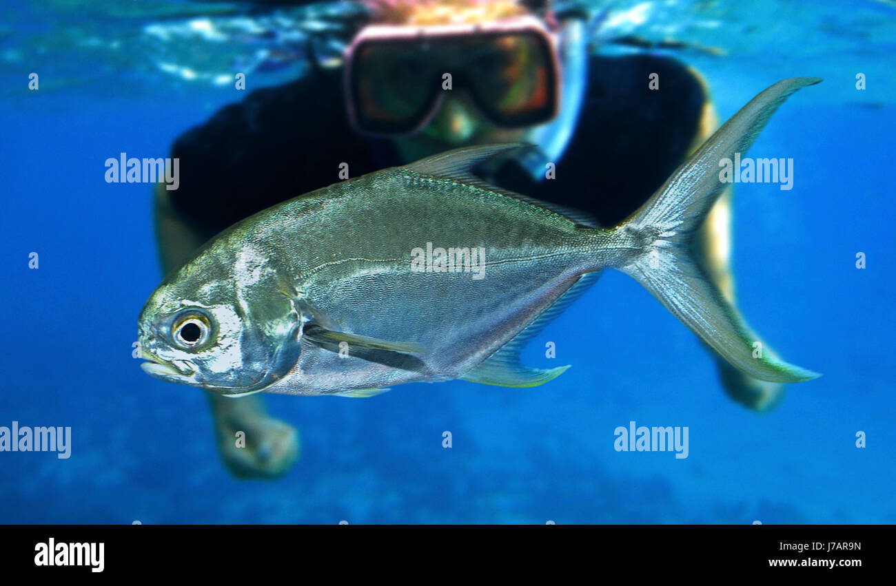 Florida Pompano Stock Photos Florida Pompano Stock Images Alamy