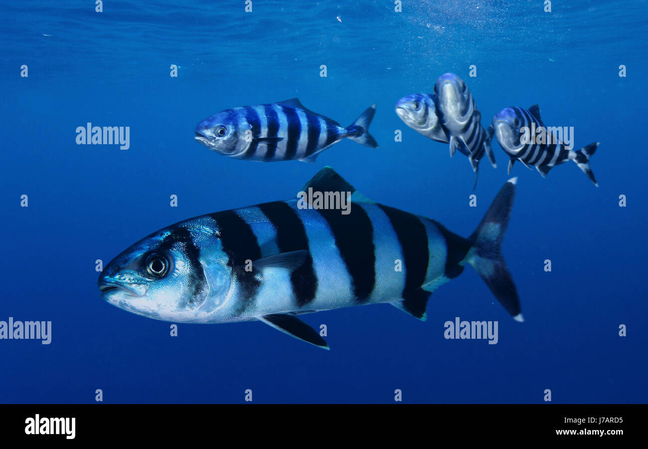 Pilot Fish High Resolution Stock Photography and Images Alamy