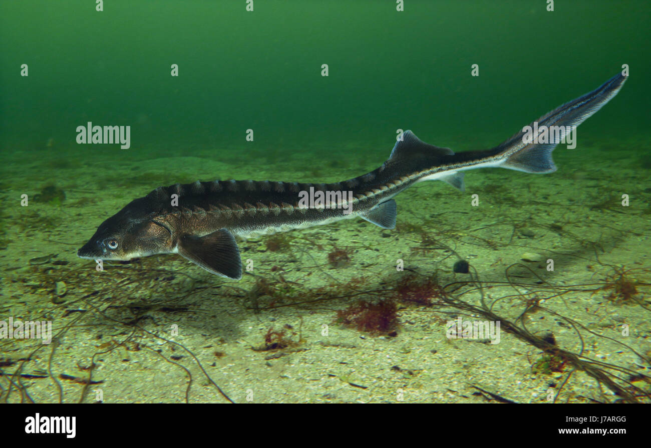 Common Atlantic Sturgeon High Resolution Stock Photography and Images