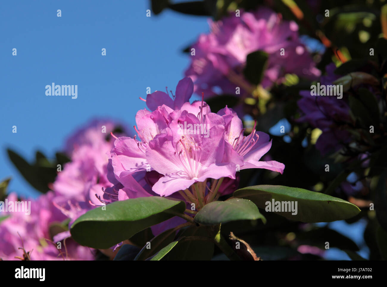 blossoms spring rhododendron shrub bush May bleed pink pink asteriden Stock Photo