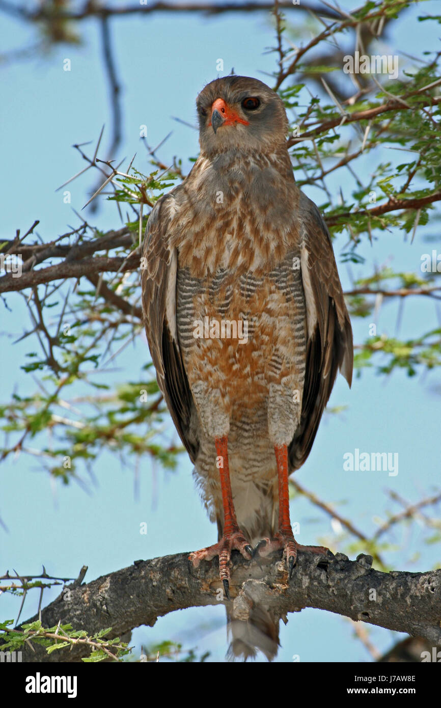 namibia dunkel namibia raptor hawk graubrzel singhabicht chanting goshawk Stock Photo