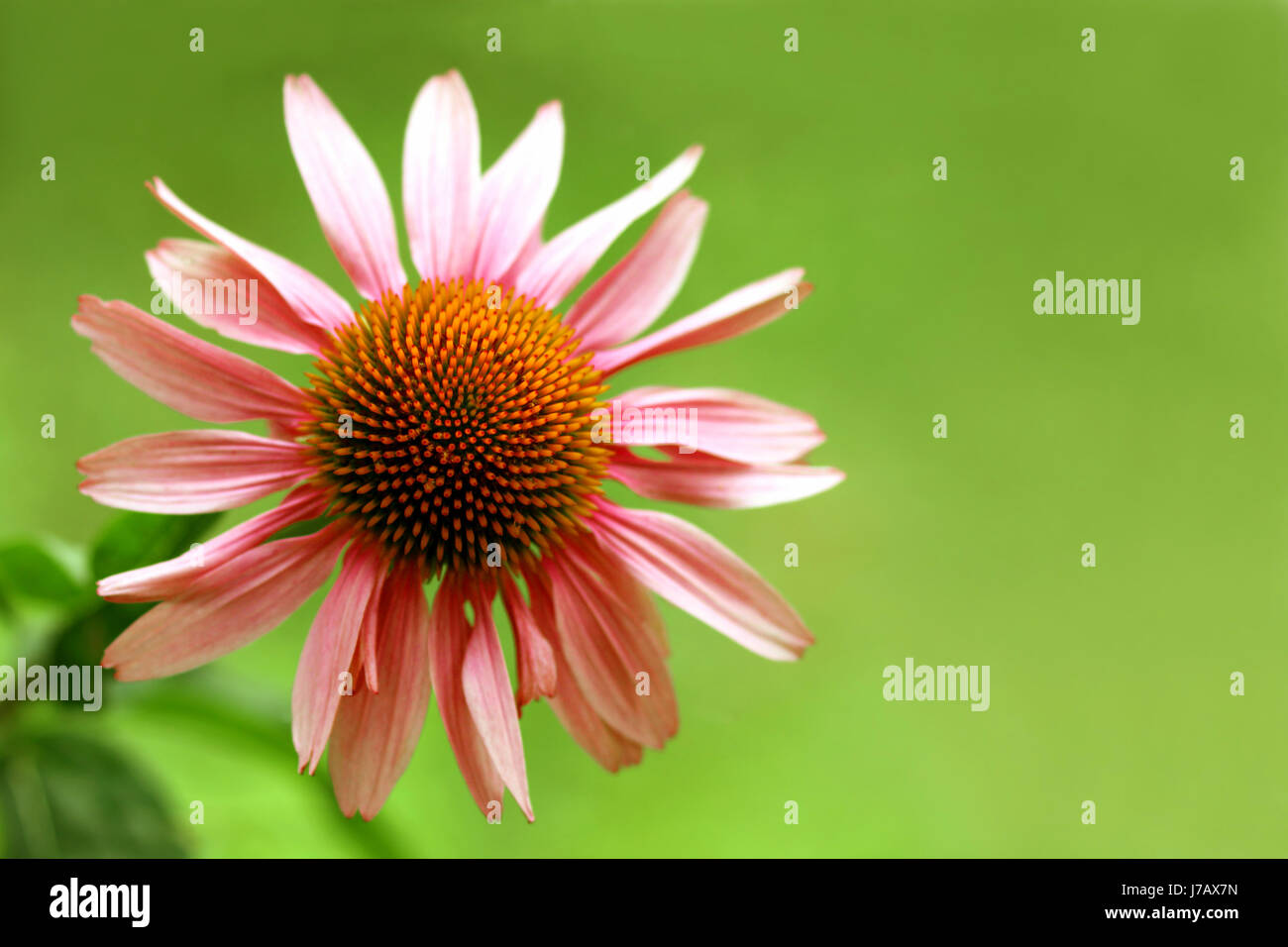 sun [echinacea purpurea] Stock Photo Alamy