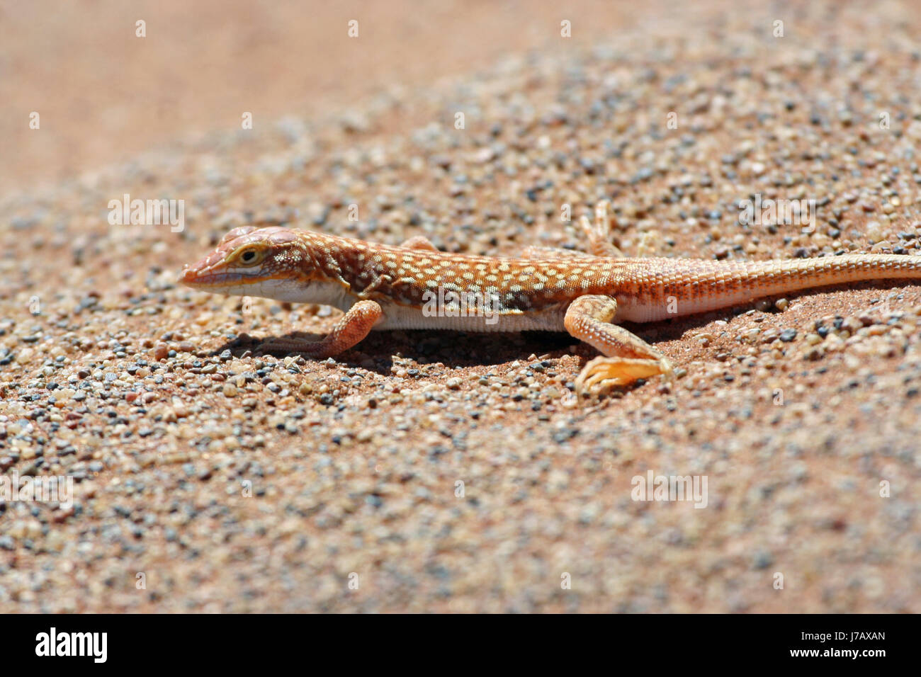 desert wasteland lizard namibia desert wasteland lizard namibia ...