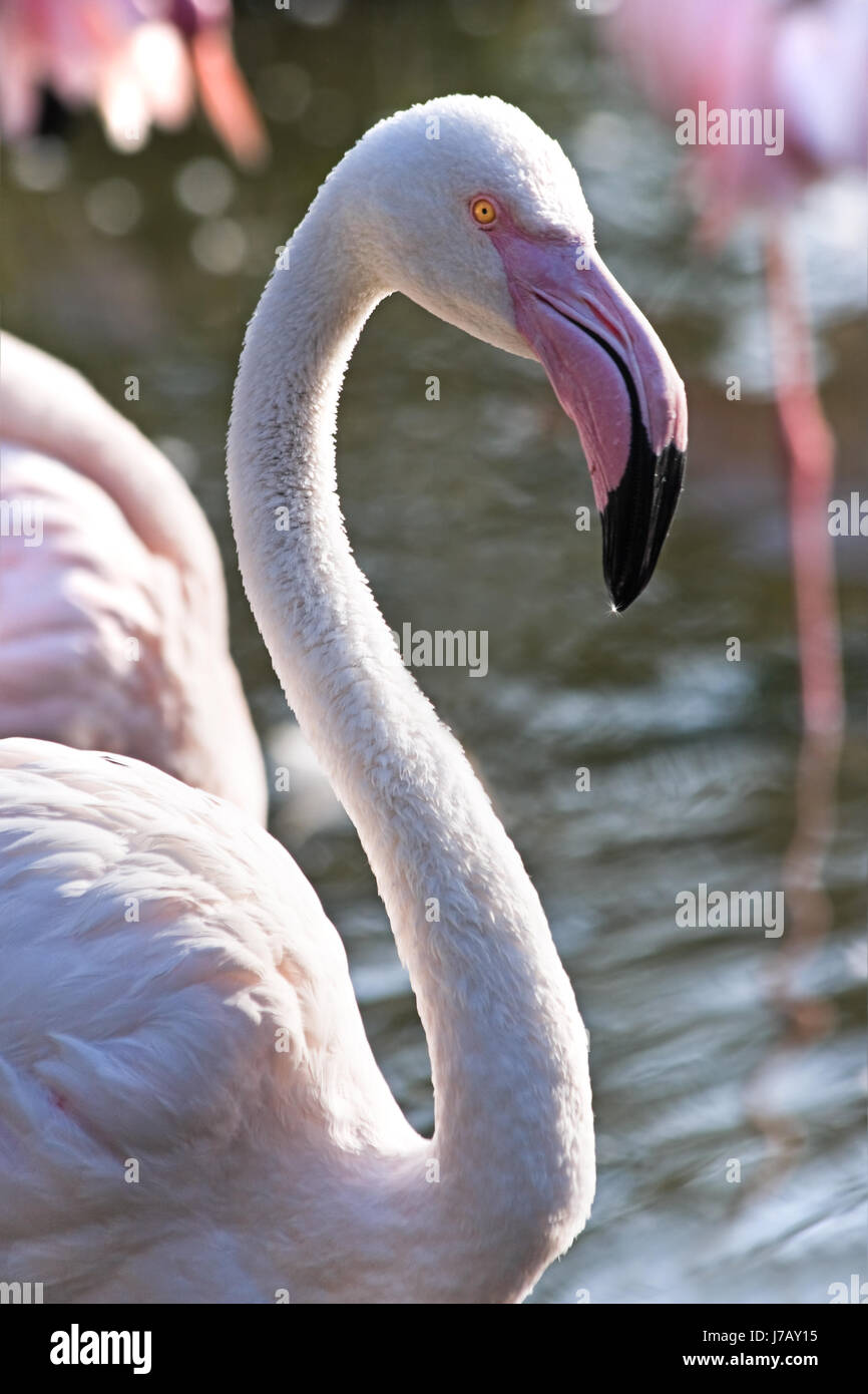 animal bird animals birds feathers tropical flamingos flamingo colour animal  Stock Photo - Alamy