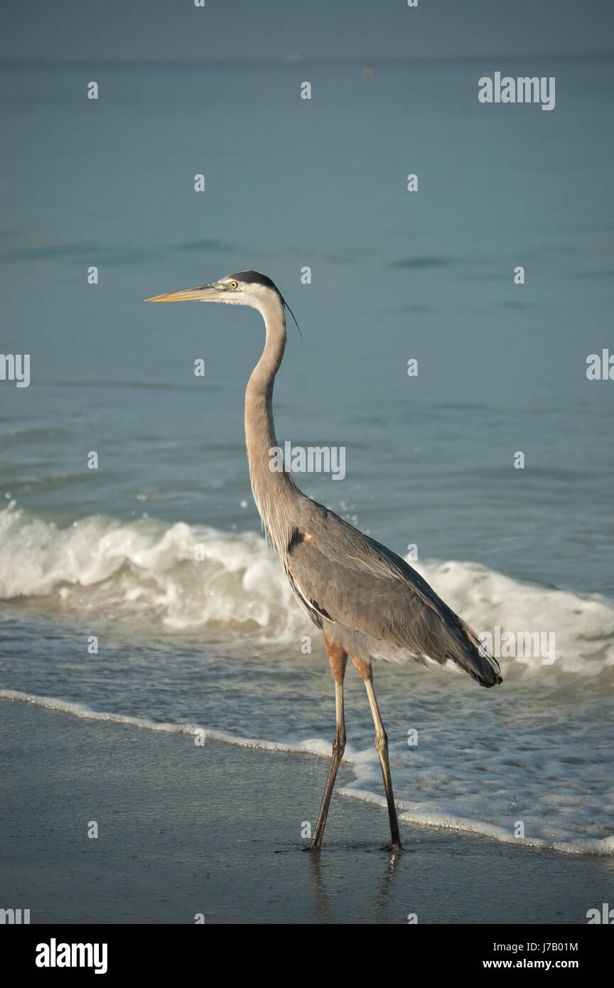 bird beach seaside the beach seashore wildlife heron salt water sea ...