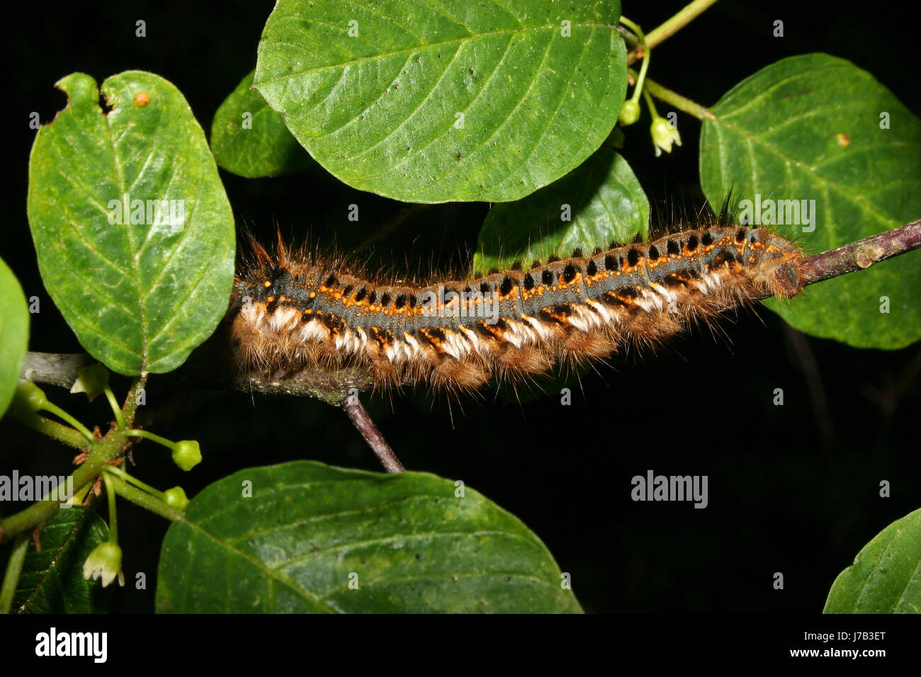 grass gluck caterpillar (philudoria potatoria) Stock Photo