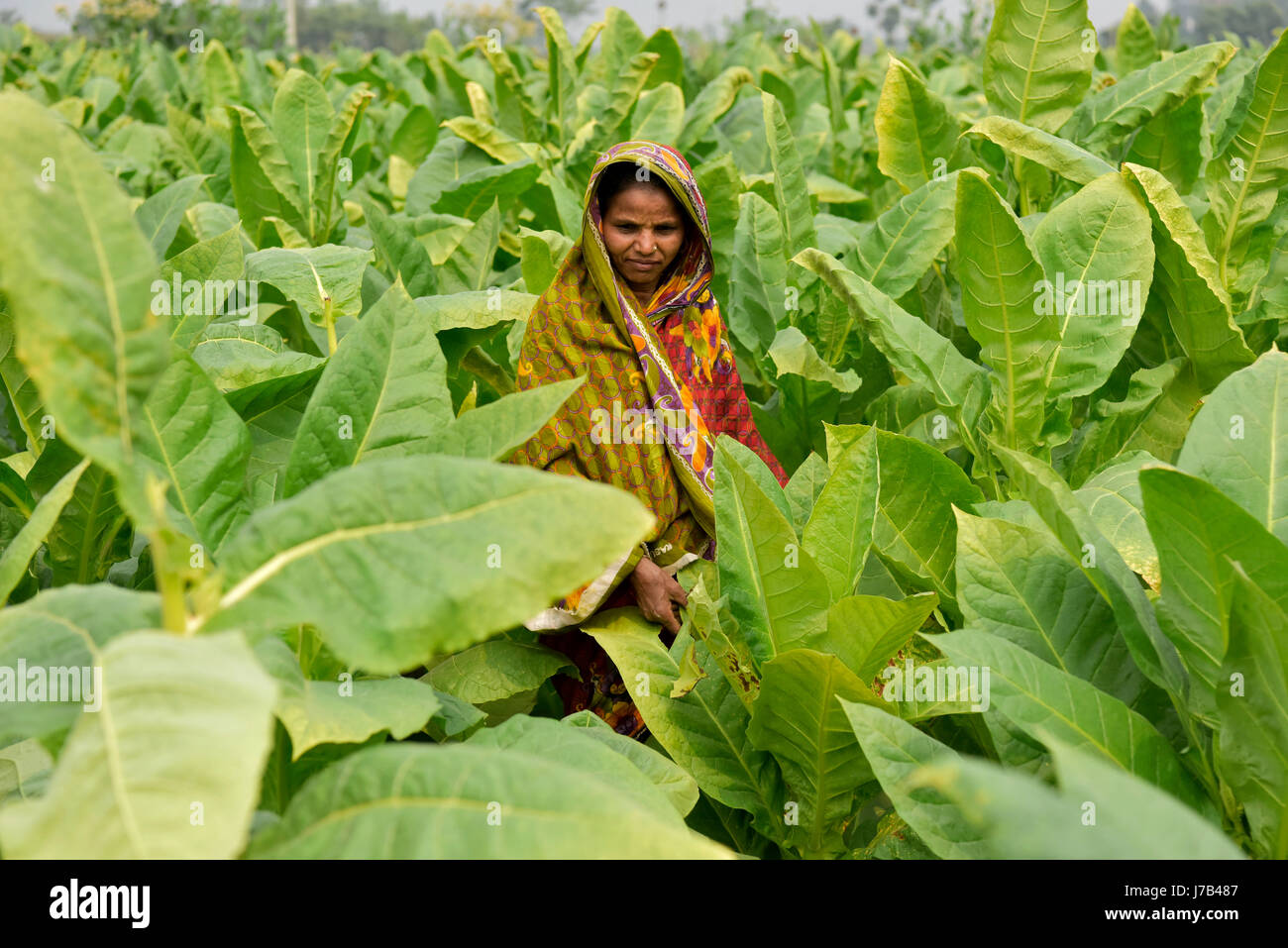 DHAKA, BANGLADESH – FEBRUARY 19, 2017:  A Bangladeshi farmer collects green tobacco leaf from the field at Manikganj, near Dhaka, Bangladesh. The cult Stock Photo