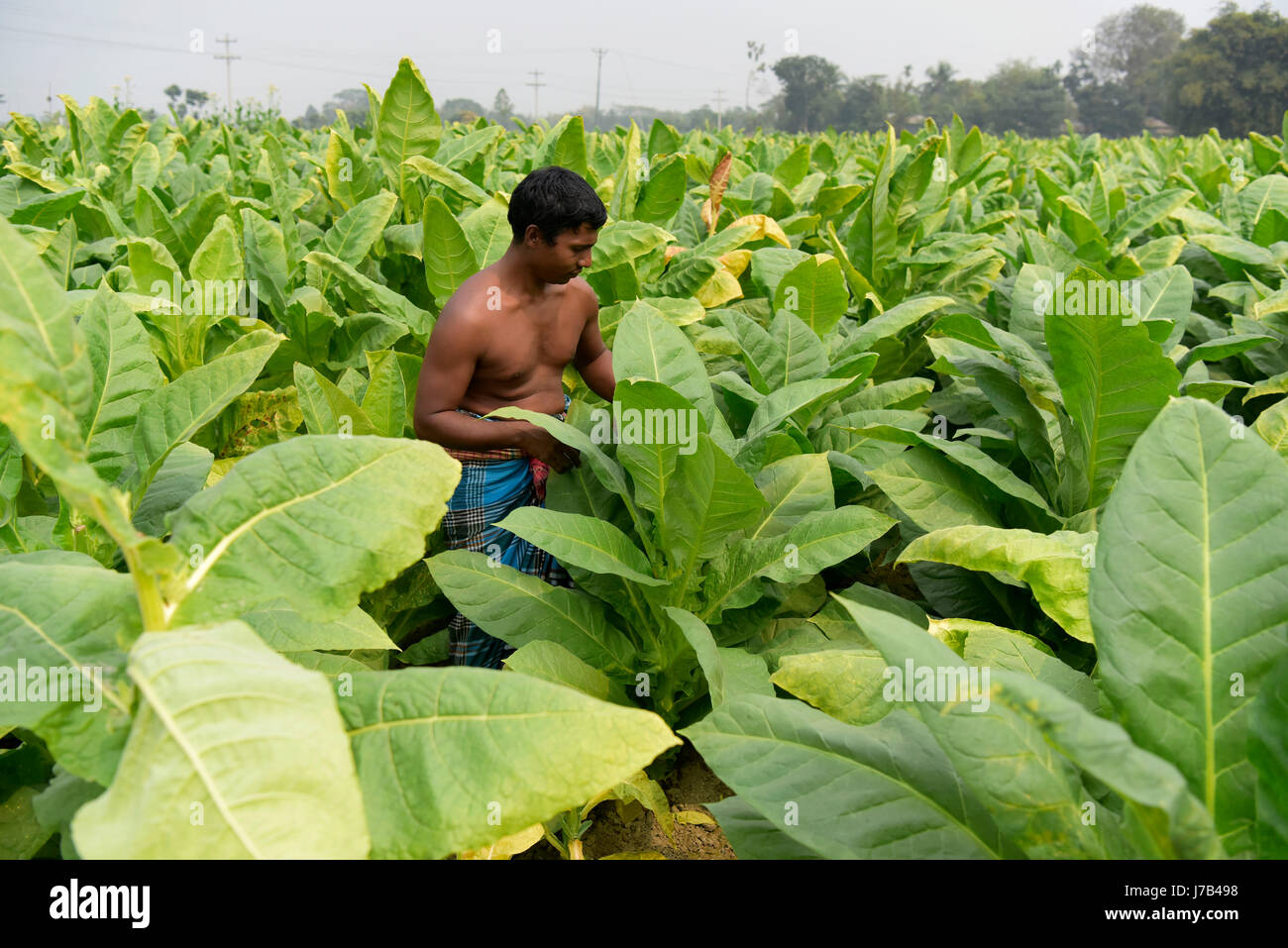 DHAKA, BANGLADESH – FEBRUARY 19, 2017:  A Bangladeshi farmer collects green tobacco leaf from the field at Manikganj, near Dhaka, Bangladesh. The cult Stock Photo