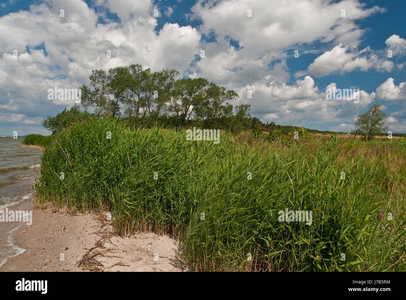 beach seaside the beach seashore summer summerly water baltic sea salt