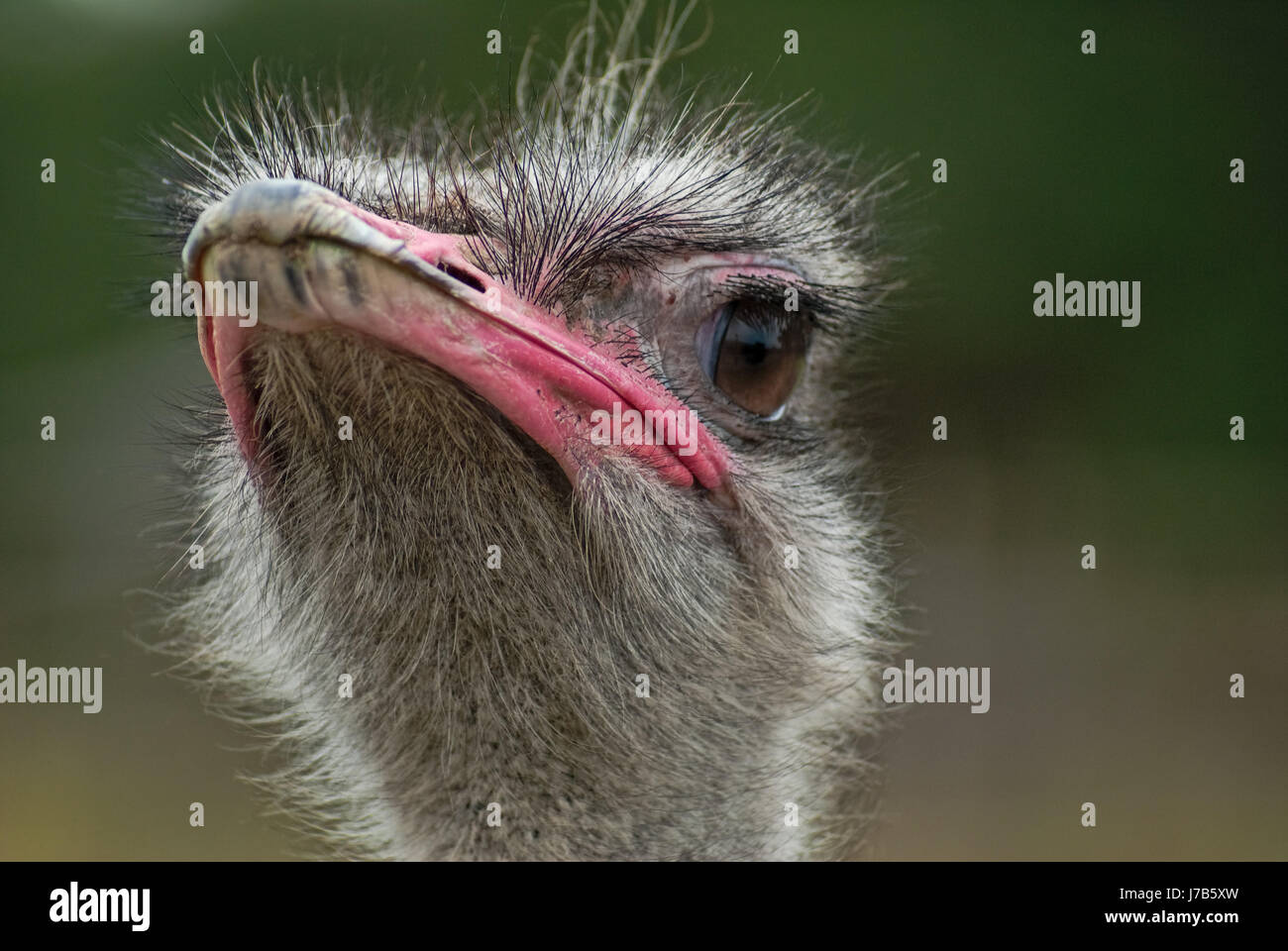 portrait african ostrich (struthio camelus) Stock Photo