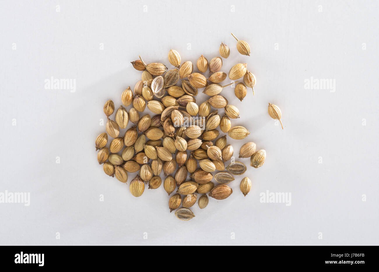 Coriander Seeds Stock Photo
