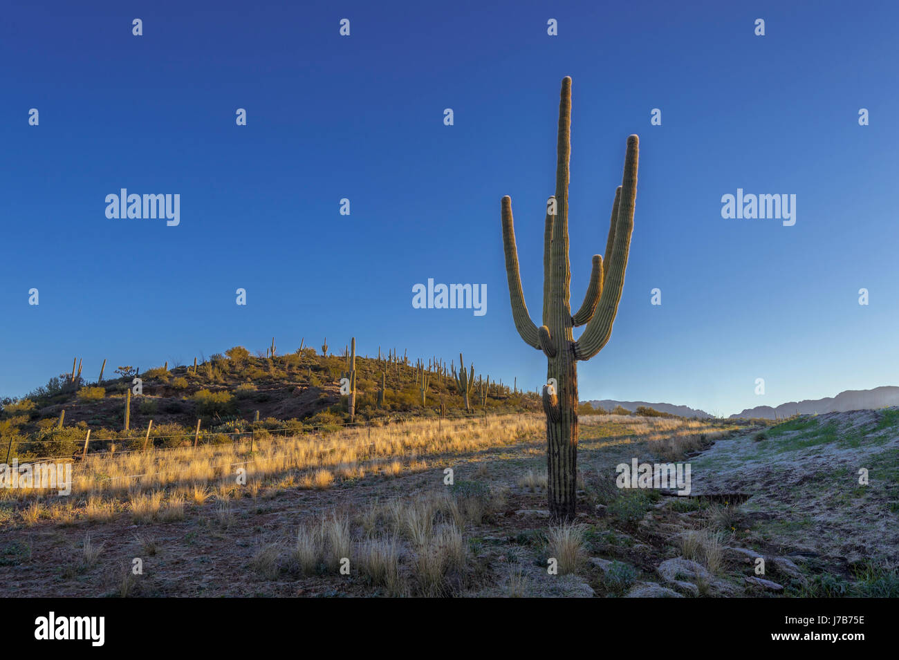 Saguaro cactus, Arizona USA Stock Photo