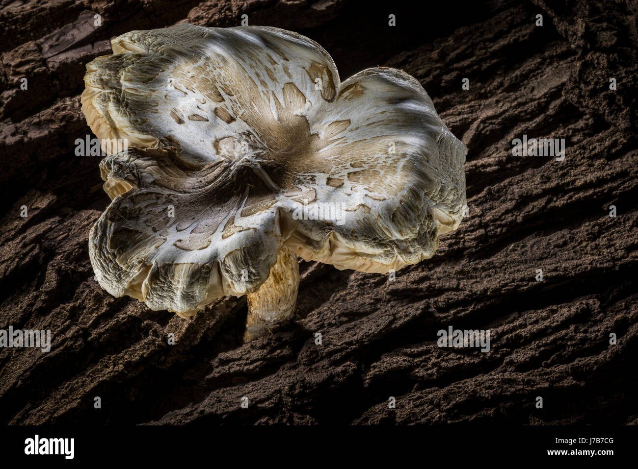 Large White Mushroom Detail Stock Photo - Alamy