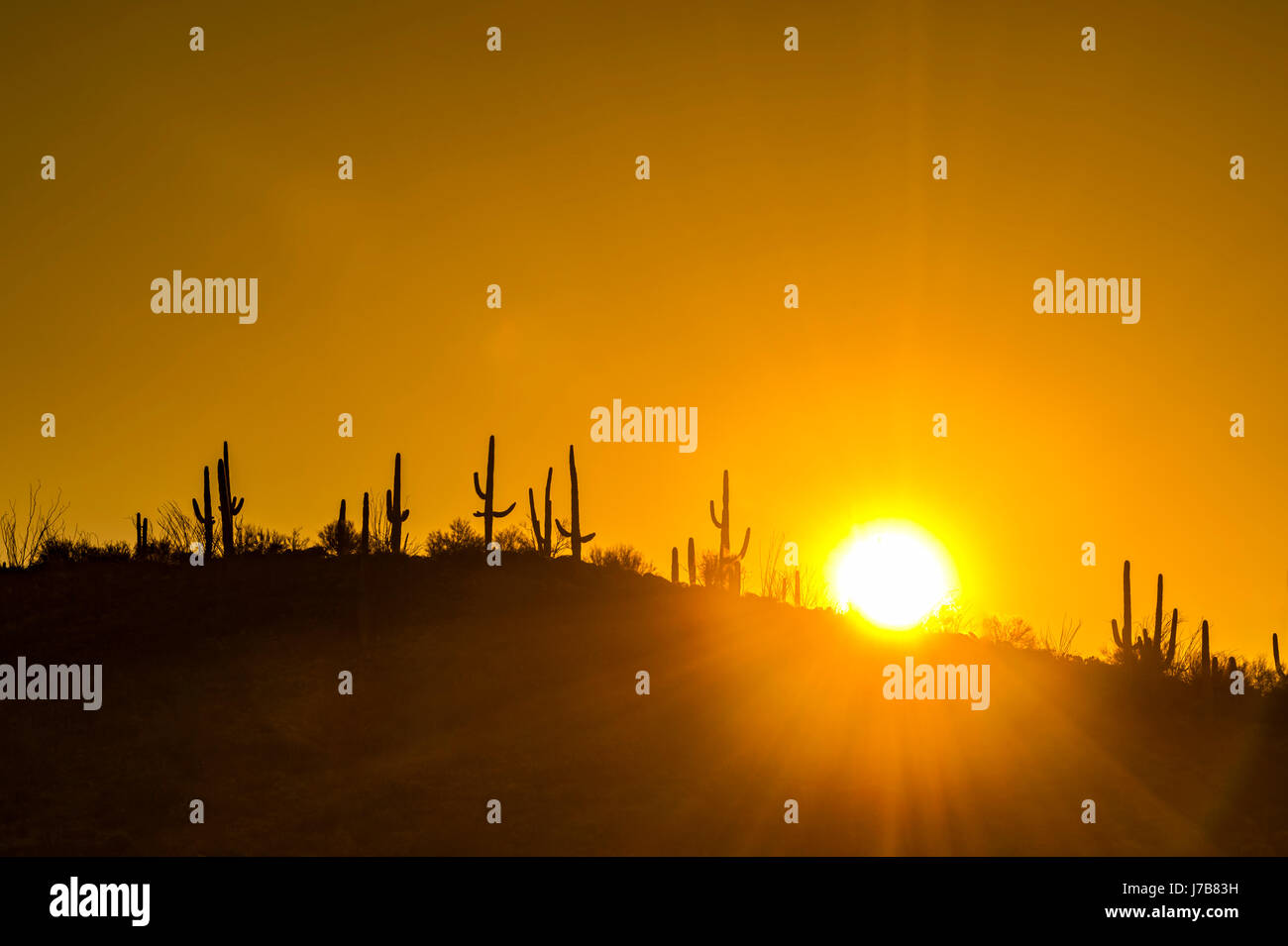 Sun At Sunrise In Desert With Saguaro Cactus Stock Photo