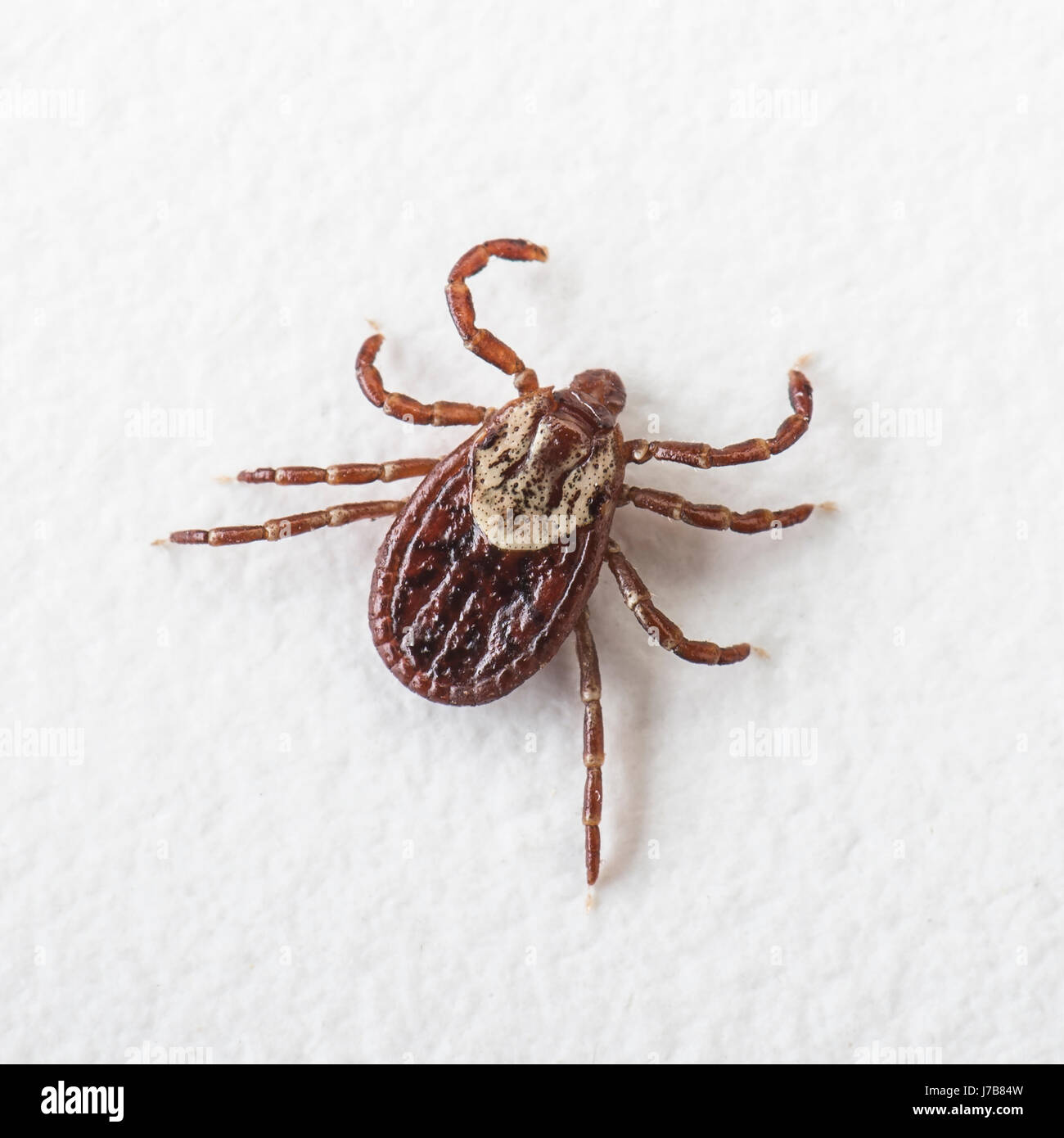 American Dog Tick On White Background Stock Photo
