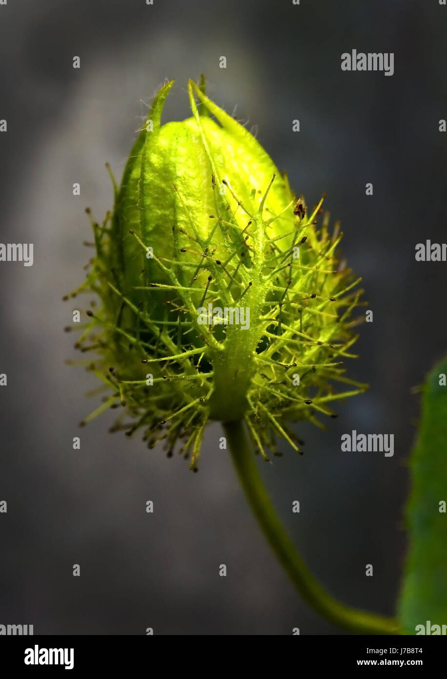 wild india weed roadside roadway plant bud weed thistle roadside bauble spikes Stock Photo