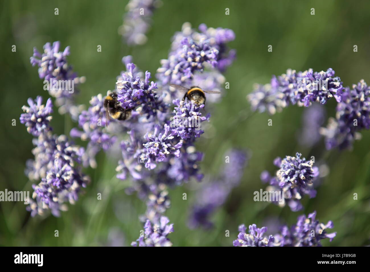 green flower flowers plant summer summerly blossoms spring bees lavender bleed Stock Photo