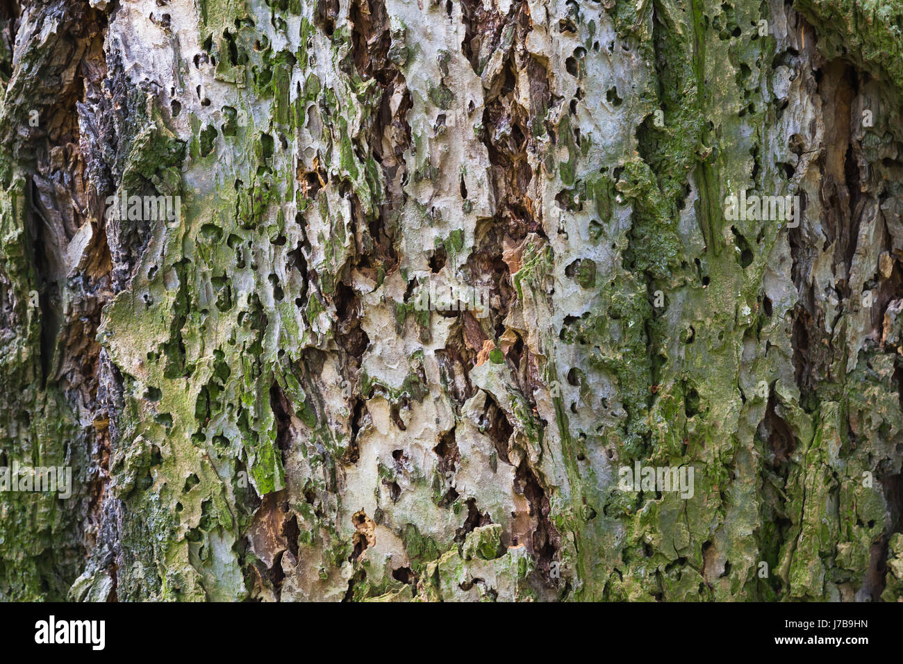 Macro photo of old tree bark, natural background texture Stock Photo