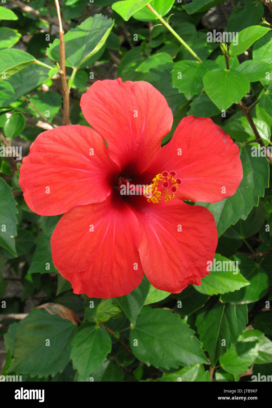 red hibiscus Stock Photo