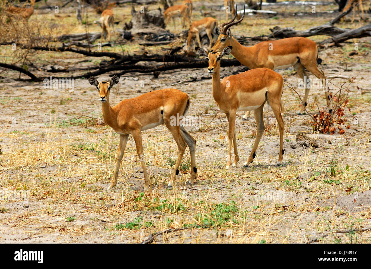 south africa safari reserve animal mammal fauna africa animals savannah horn Stock Photo