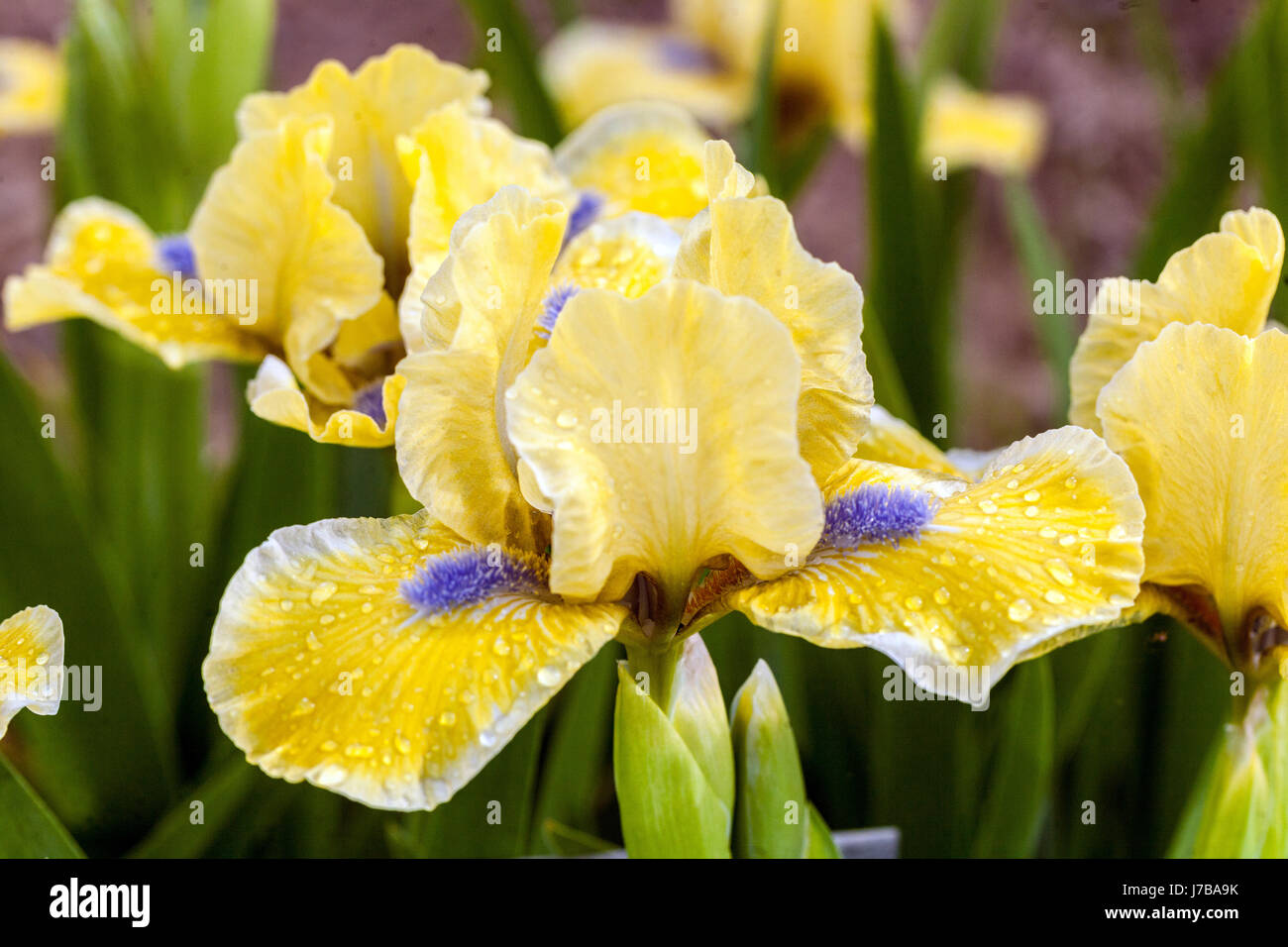 Standard Dwarf Bearded Iris barbata nana 'Little blue eyes' Stock Photo