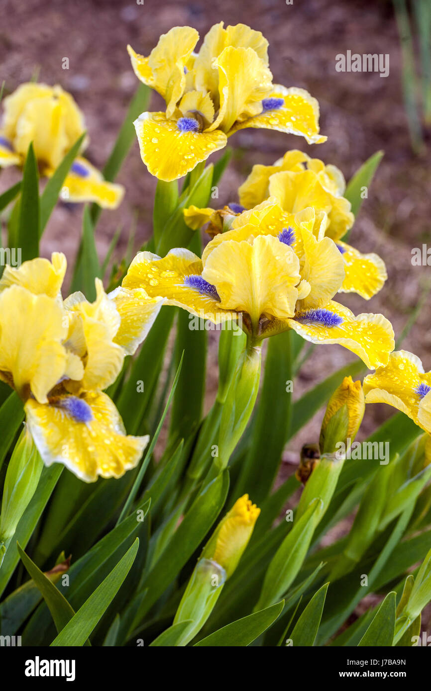 Iris barbata nana 'Little blue eyes' Standard Dwarf Bearded Iris Stock Photo