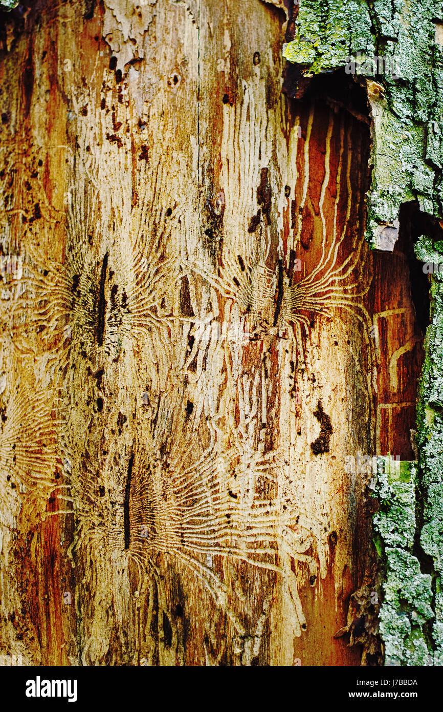 Pattern from insects on the a surface of tree Stock Photo - Alamy