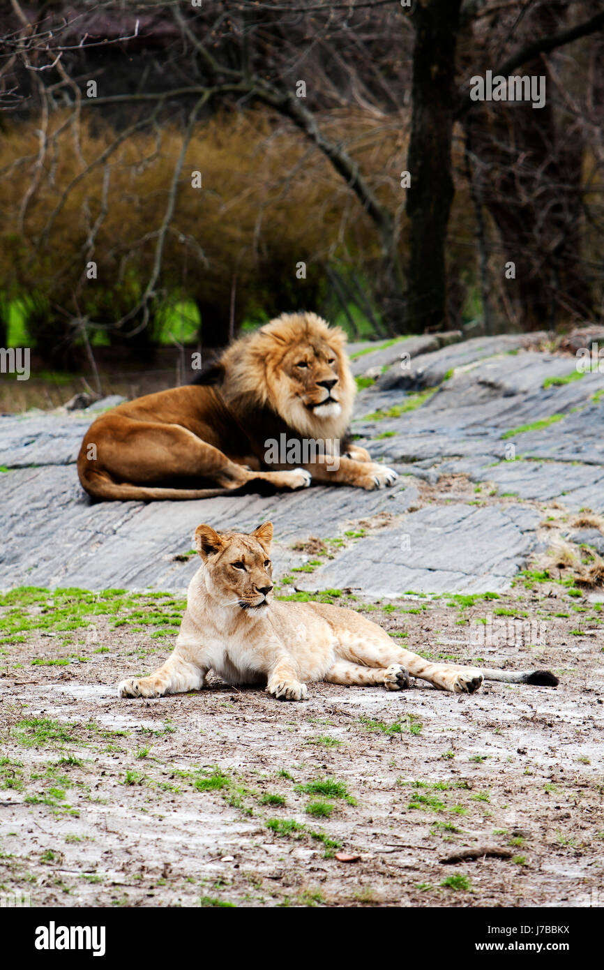 mammal lion cat big cat feline predator wildlife predator lioness